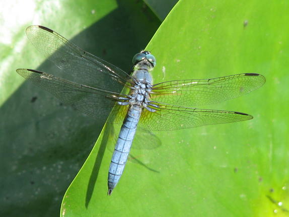 32- Dragonfly