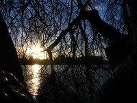 Photo: 40- Mill Lake Sunset through the trees