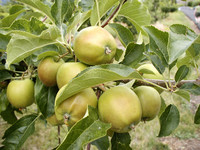 Photo: 1-Apples