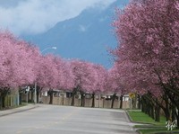 Photo: Cherry Blossoms