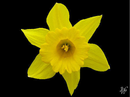21- Daffodile 