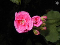 Photo: 24- Pink flower blossoms