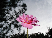 Photo: 24- Lonely pink flower