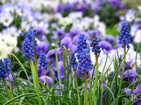 Photo: 25- Field of Purple Flowers