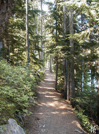 Photo: 4- Forest Path