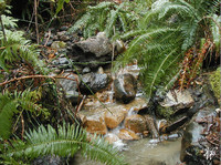Photo: 5- Forest Stream