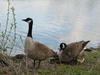 Geese with young
