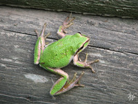 Photo: Green Frog