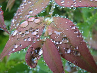 Photo: 47- Garden Dewdrops