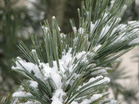 Pine Branch in winter