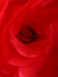 Photo: red Rose