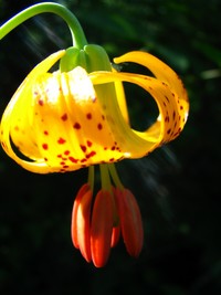 Photo: yellow speckled flower