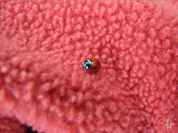 Photo: Lady Bug