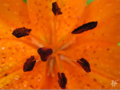 49- Tiger Lilly Close up