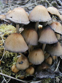 Photo: 8- Mushrooms