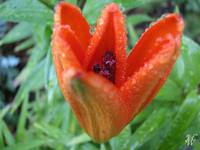 Photo: 50- Opening Tiger Lilly