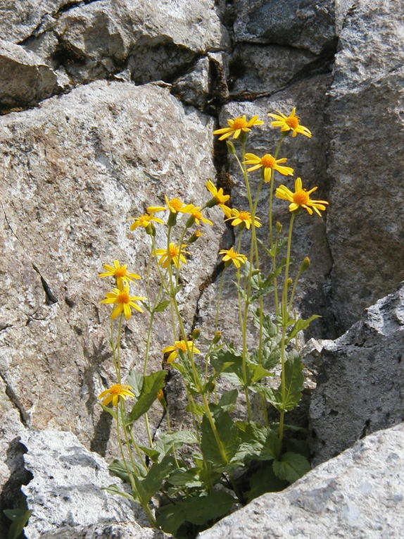 30-Flowers in the rock