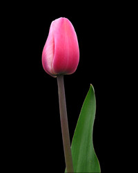 Photo: 31- Tulip